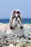 SHIH TZU 029